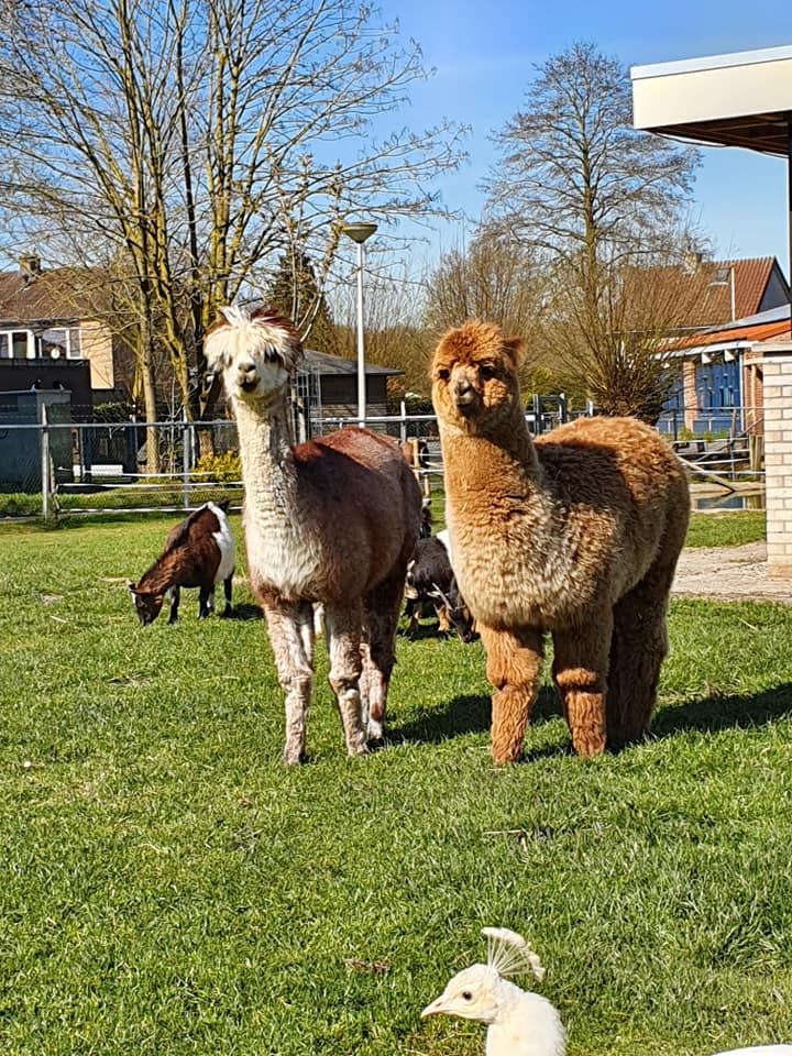 Dierenparkje Zoo Horssens