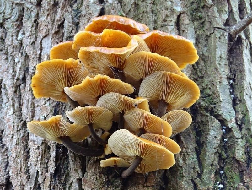 Gewoon fluweelpootje