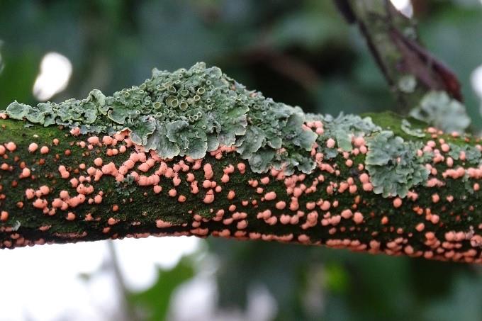 Gewoon meniezwammetje