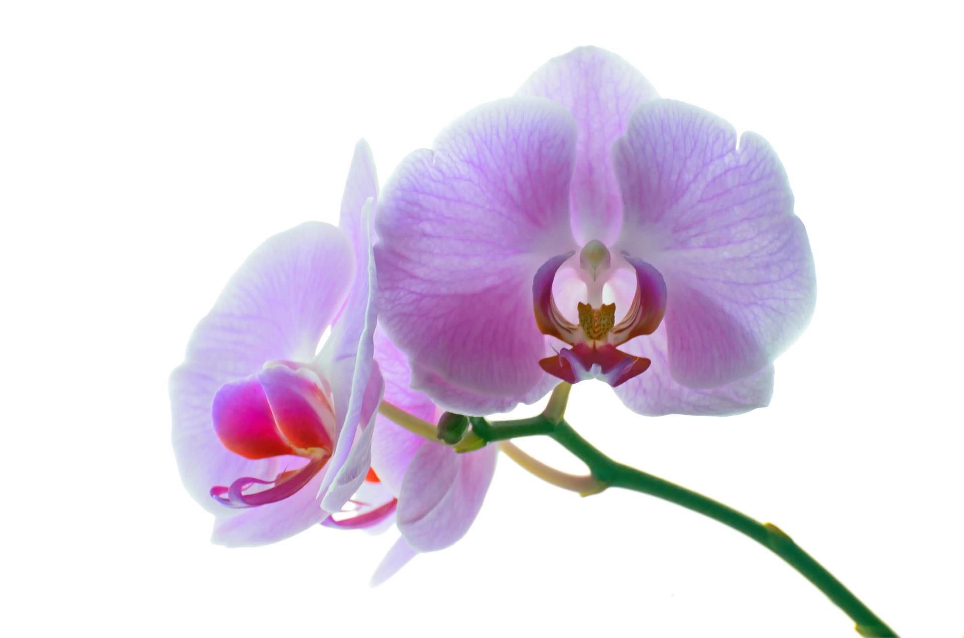 Orchidee