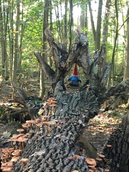 Sombere Honingzwam Horssen