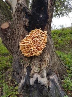 Zwavelzwam Daal Roelofs Drutense Waarden