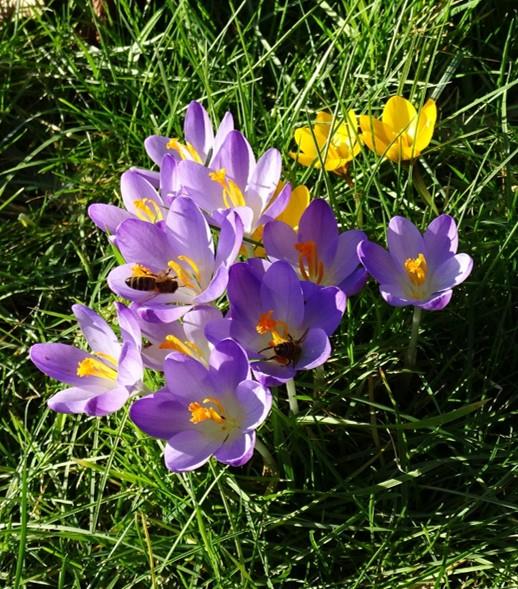 crocus