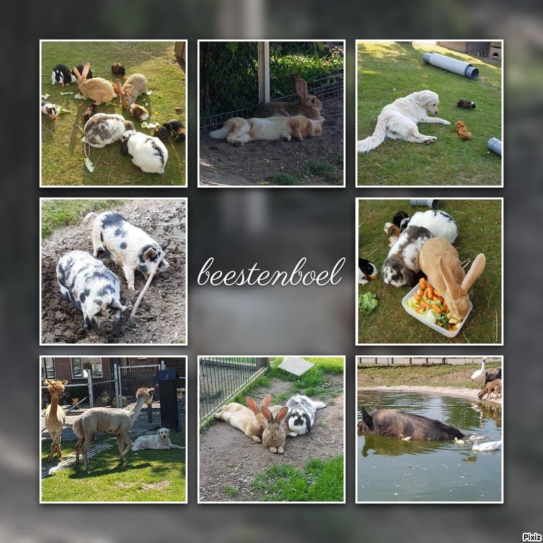 dierenpark beestenboel