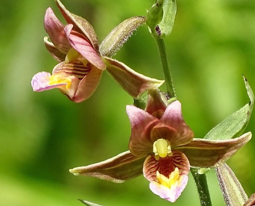 moeraswespenorchis 2