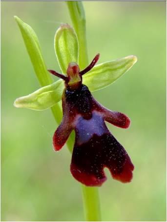 muggenorchis