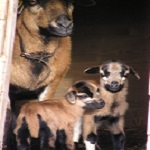 Geiten aangepast 081122