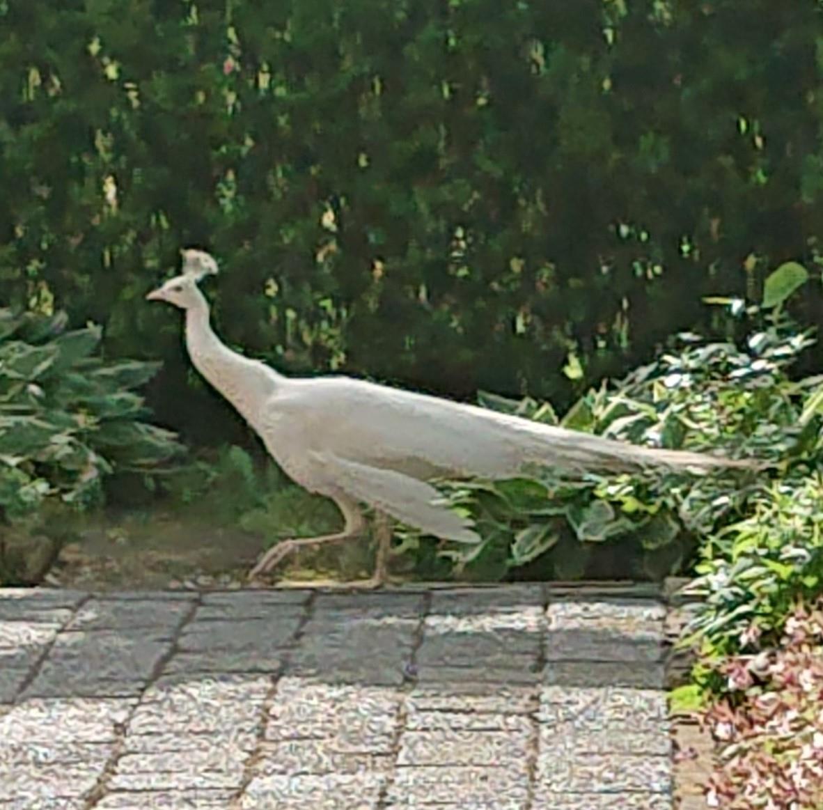 Theunissen Peters180